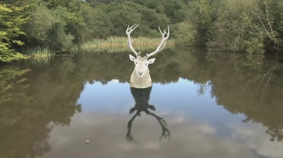 숲의 중얼거림 Forest Murmurs