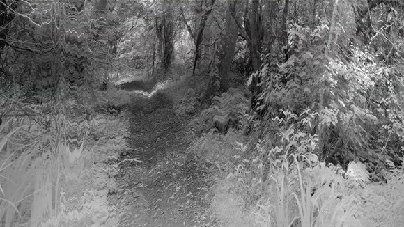 숲길 Forest Paths