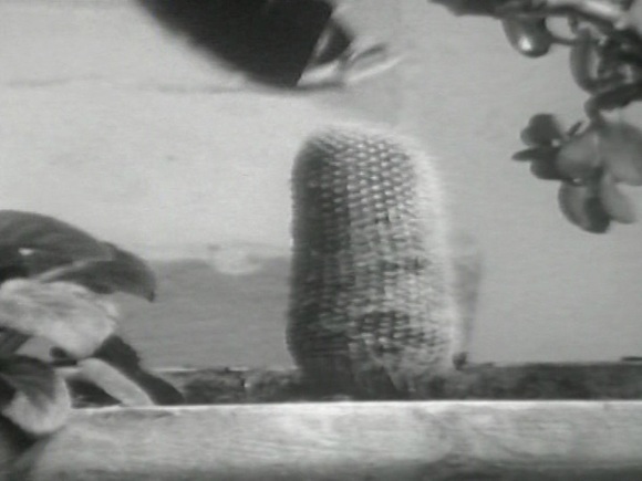 선인장 면도하기 The Shaving of a Cacturs (-Part of Gerry Schum, Identifications)